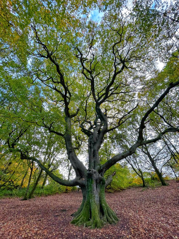 A large tree with twisting branches spread wide covered in leaves… it’s  surrounded by soil and  fallen leaves … the sky is pale blue through the leaves 
