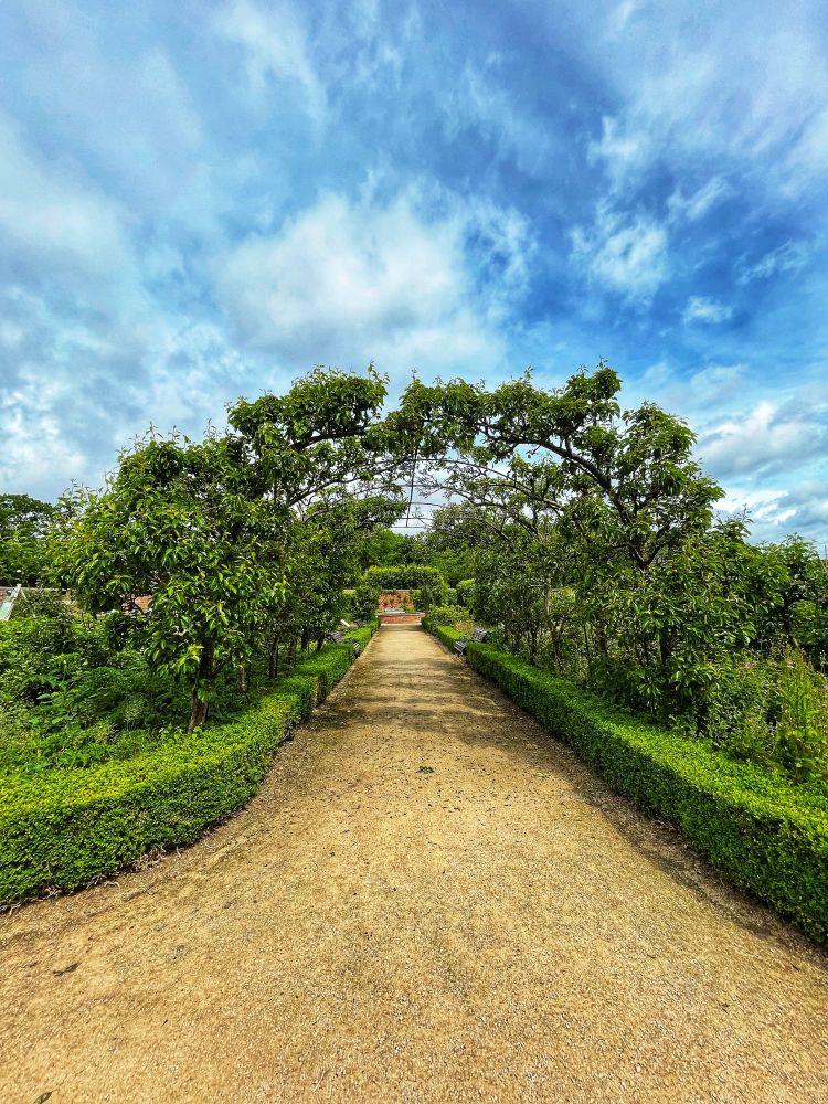 A dirt path in a kitchen garden, lined with hedges and fruit trees, leading under a leafy arch. Benches are placed along both sides of the path, and the sky above is partly cloudy with patches of blue.