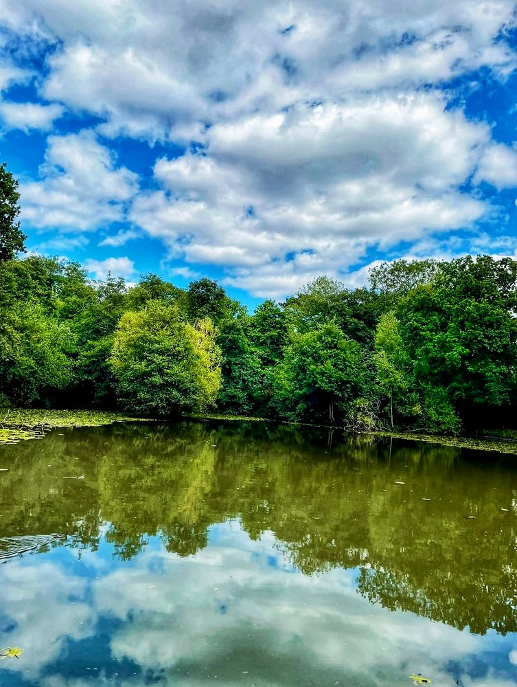 A forest pond surrounded by green trees…  blue sky and clouds with reflections mirrored in the water.