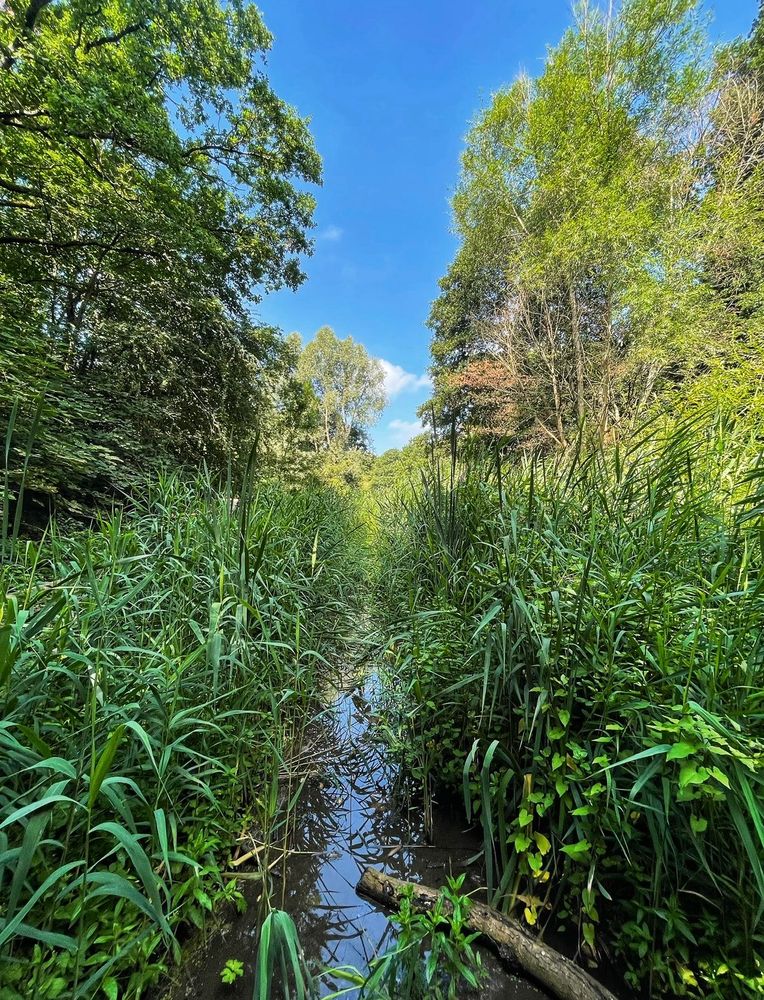 A narrow stream through tall green reeds, surrounded by trees the sky is blue.