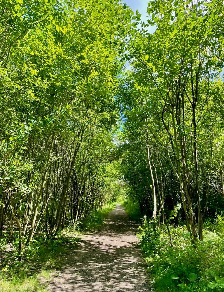 A path through tall slender trees with sunlight shining through. 
