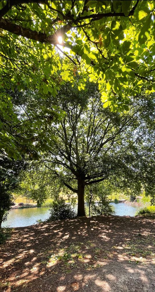 A tree stands by a pond, sunlight filters through branches casting dappled shadows on the ground.