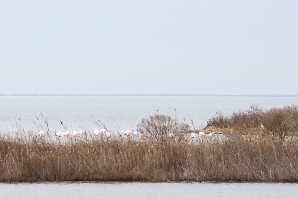 Flamingos in der Camargue
