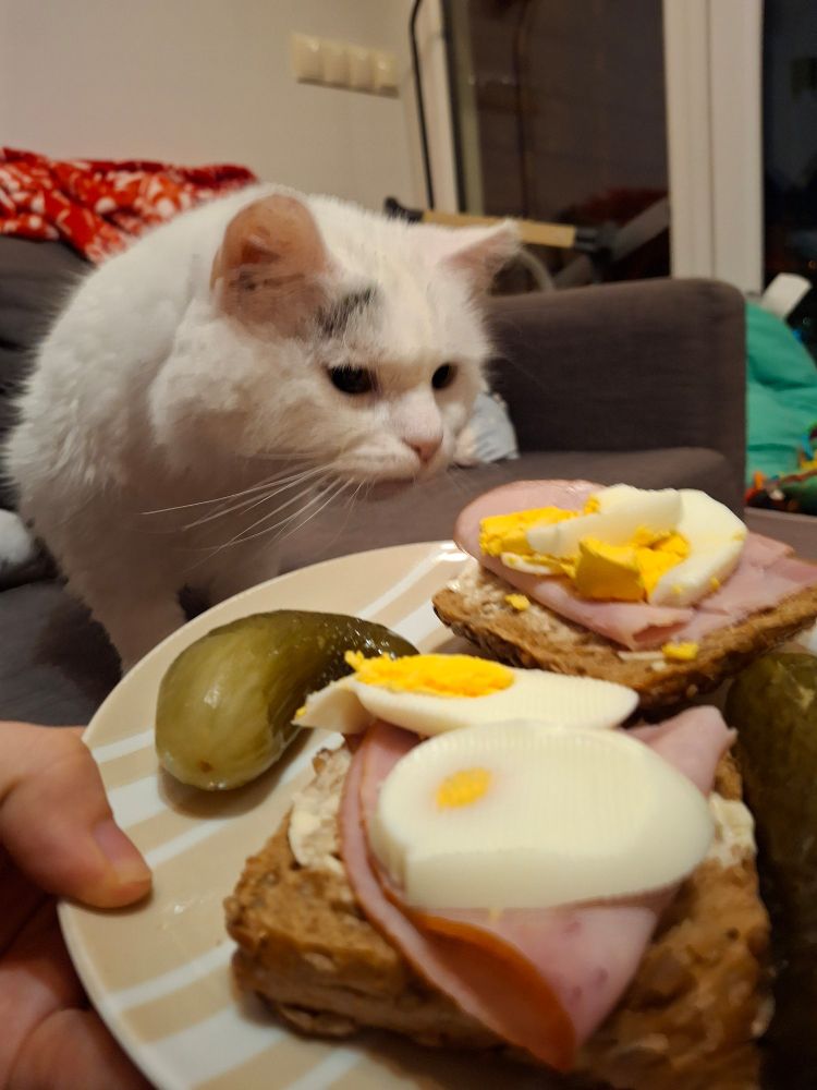White cat sniffing sandwiches. There is gluttony and lust in his eyes. Sandwiches are made of: rye roll, butter, ham, hard boiled eggs. There is also a piekle on a side. 