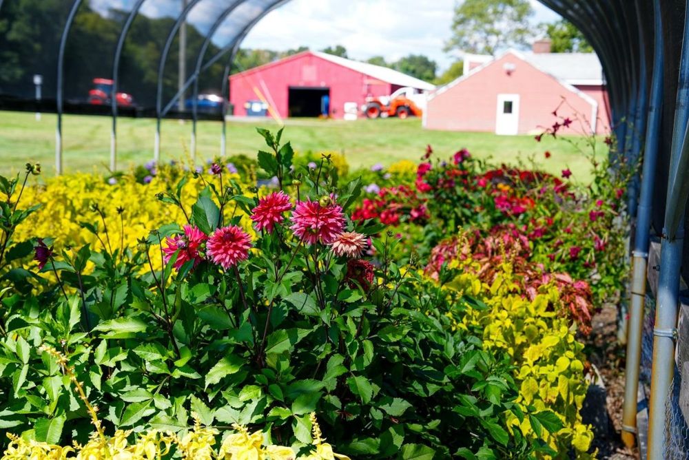 UConn Research Farm flowers in bloom