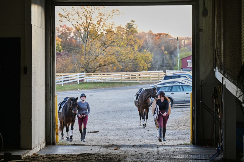 Two horses being led into the riding arena. 
