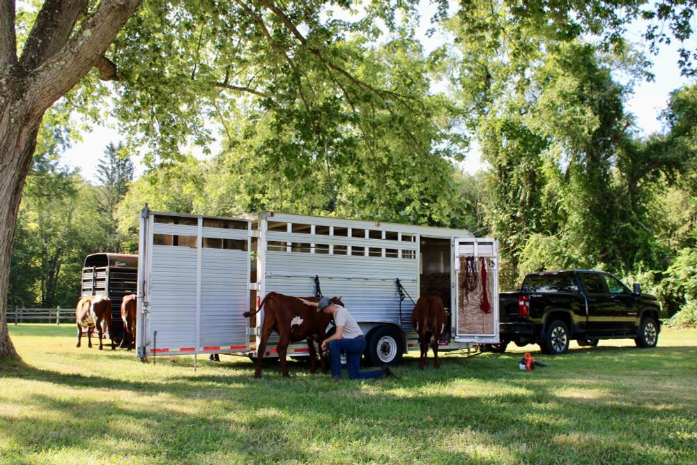 A person kneels beside a cow, grooming it near a livestock trailer and truck under the shade of tall green trees on a sunny day.