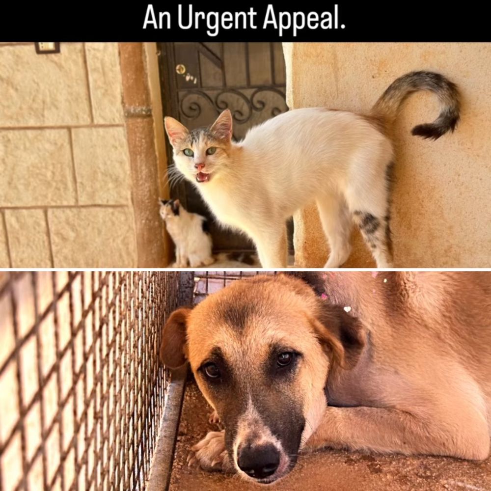 A photo of a white cat meowing. And a dog curled up napping. Text above reads Urgent Appeal.