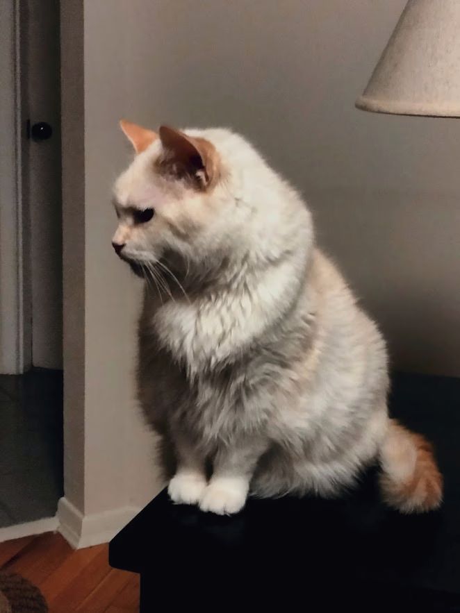 Boo Kitty:  A white Flamepoint medium-haired cat with a curly striped tail.

She is looking to the side giving a perfect profile of her face and mocha-flame colored ears.  Her long white fur on her neck is poofed up like a collar while her striped tail is slightly hooked.  

She is giving her usual snooty princess look as she CLEARLY is not enjoying having to do a photo session with her human, despite any evidence to the contrary.