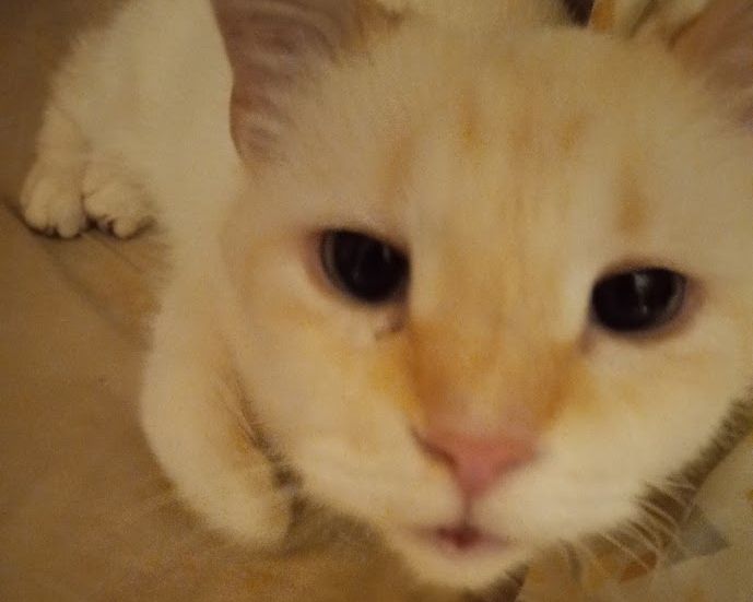 My Boo kitty.  She's a blue eyed white and cream flamepoint American Shorthair mix.  

In this picture she is lying down and has her face incredibly close to the camera posing adorably for it.