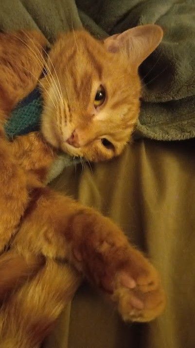 My orange cat "Carrot" he is lying belly up facing the camera with his paw up facing the camera.  The pink "toe beans" are clearly visible.   