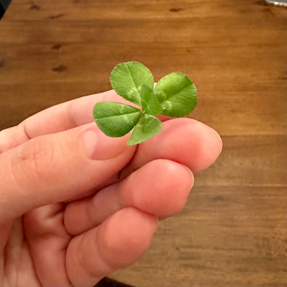 my FIVE leaf clover in my hand