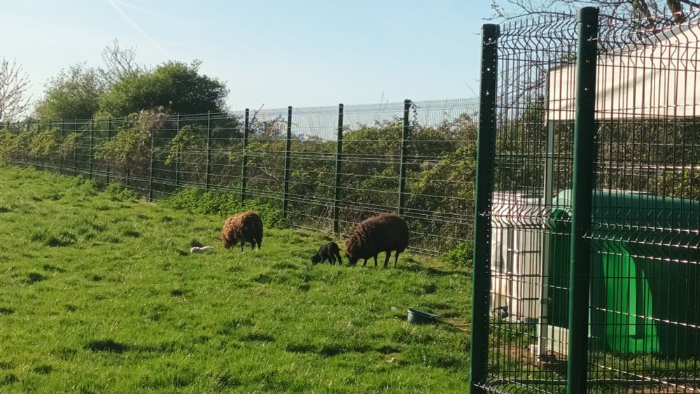 Photo de quatre moutons dans un pré en train de brouter de l'herbe.