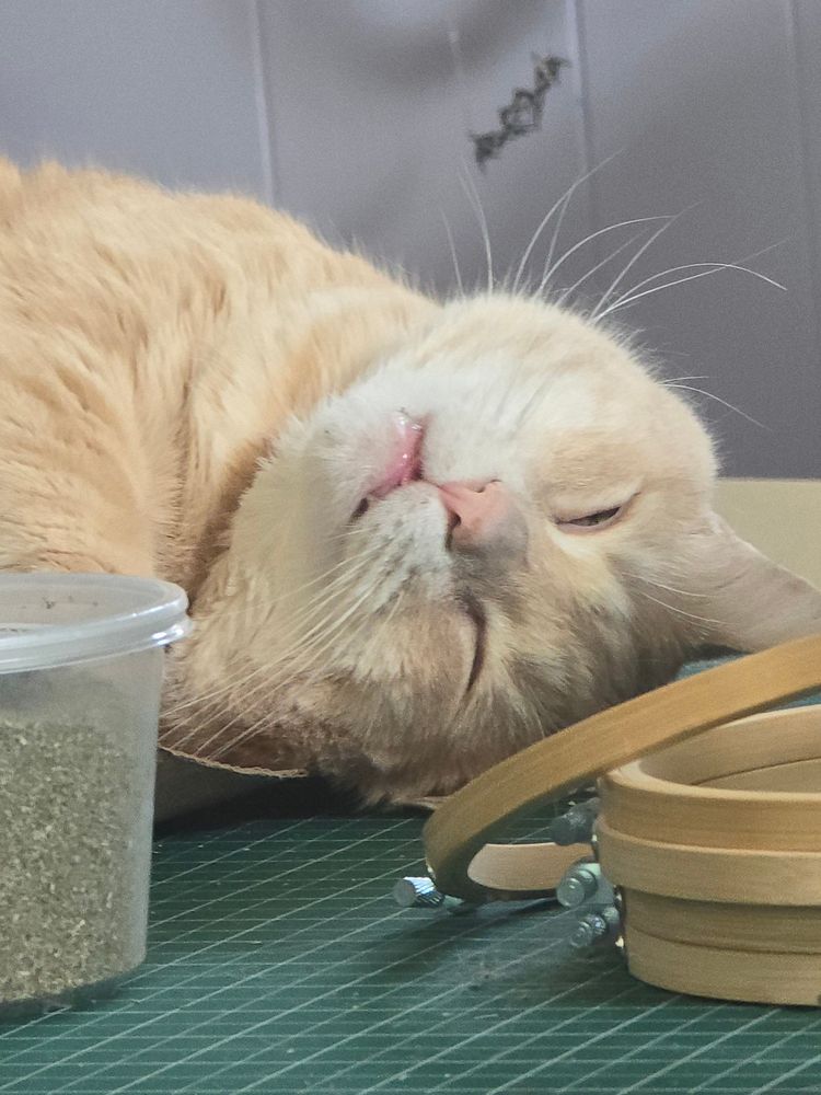 An orange tabby lying on a green cutting mat, eyes slitted, and mouth half open, chin pointed toward the upper left. His name is Verin, and, given his face and the tub of catnip in the left foreground, he is obviously three sheets to the kitty wind. There is a stack of five embroidery rings in the right foregeound.