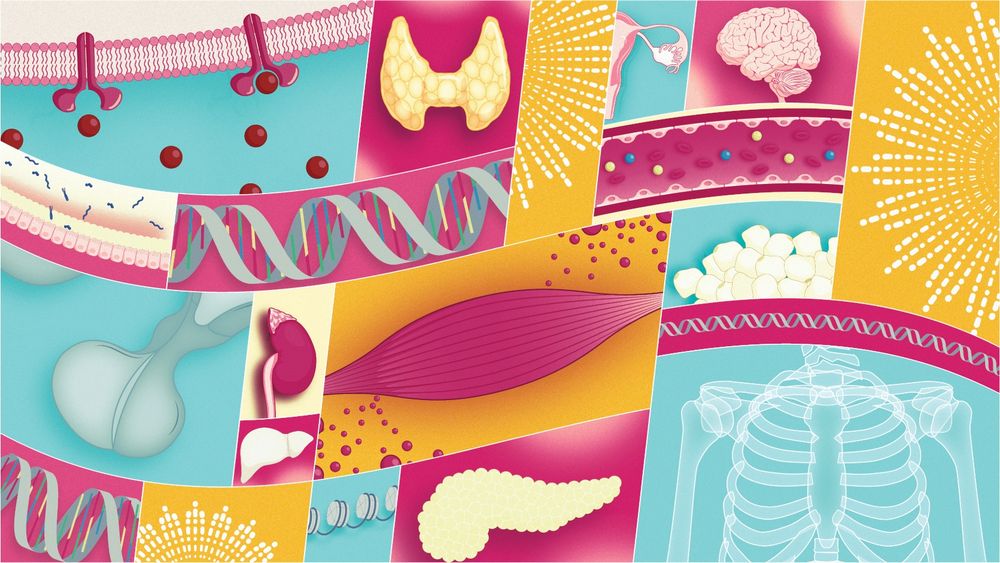 A collage image showing various aspects of endocrinology and metabolism; hypothalamus, adrenal gland, liver, thyroid, uterus, brain, adipose, muscle, DNA, pancreas, skeleton, circulation, hormones.