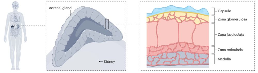 On the left, an illustration of a human body with organs. In the center, a zoom-in showing the adrenal gland. On the right, a zoom-in of the adrenal gland showing its internal structure in more detail.