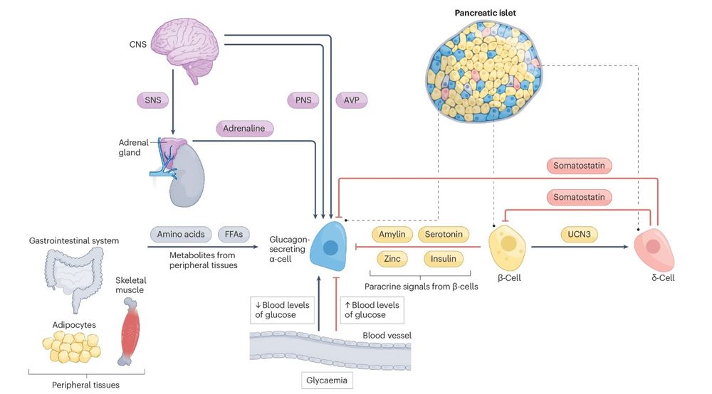 A figure showing the mechanisms that regulate glucagon secretion.