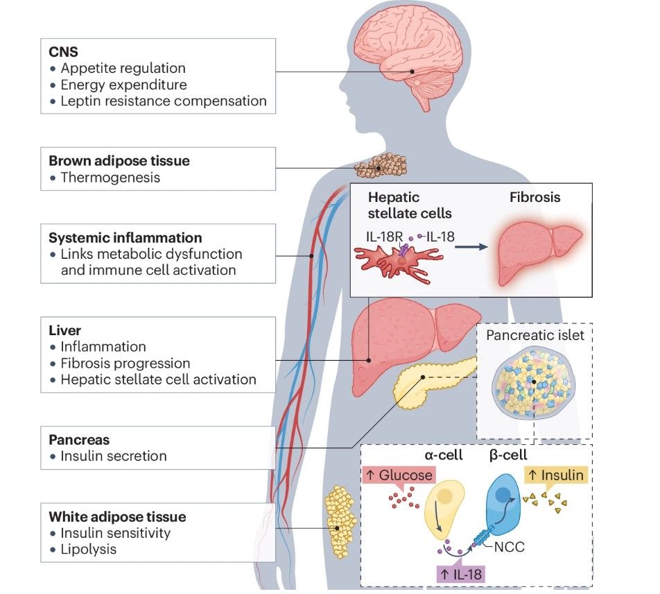 Figure showing the roles of interleukin-18 in obesity and obesity-related metabolic diseases.