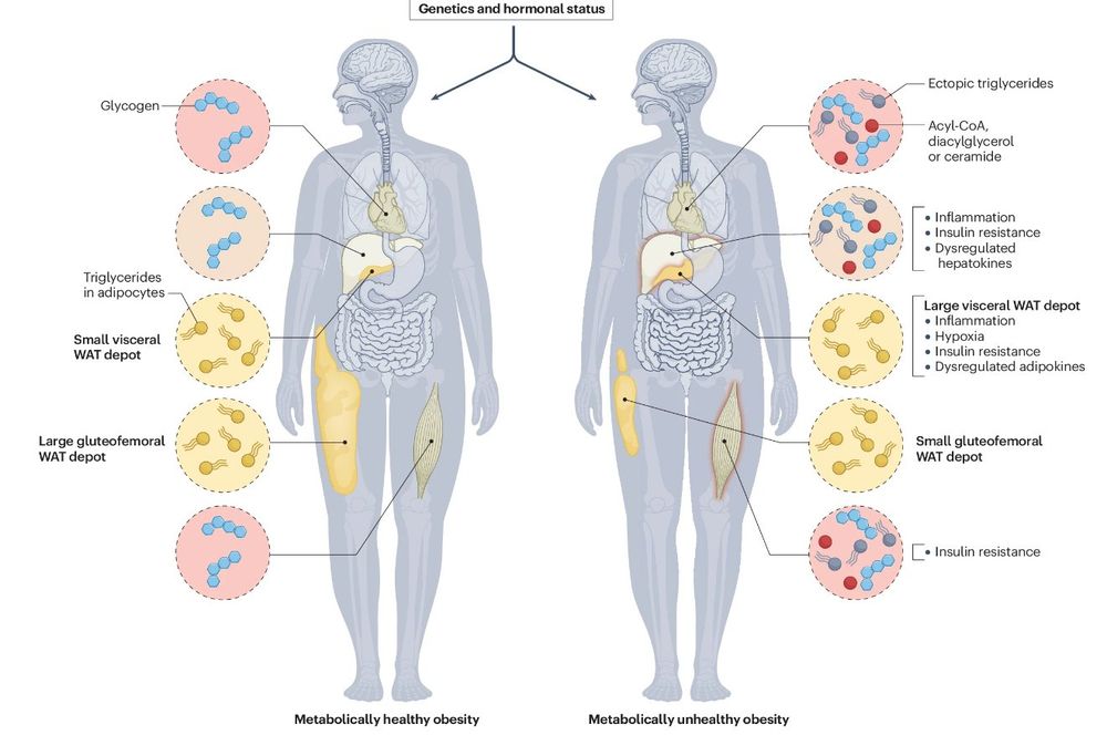 Figure showing energy storage under positive energy balance and metabolic health.