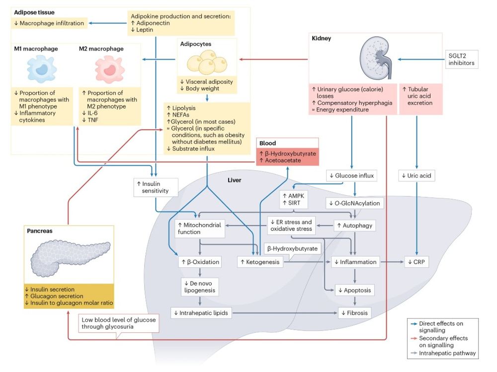Figure showing the effects of sodium–glucose cotransporter 2 inhibitors on the liver.