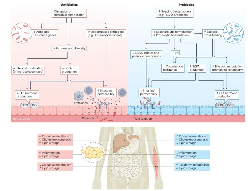 Figure on how the use of antibiotics and prebiotics modulates gut microbial composition and affects similar mechanisms in microbial function, although in opposite directions.