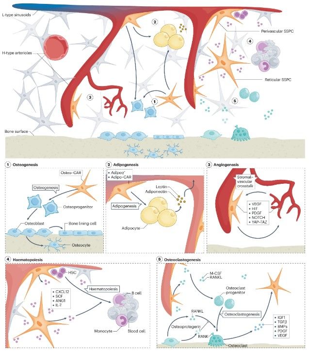 Figure showing the fates and functions of skeletal stem and progenitor cells residing within the bone marrow microenvironment.