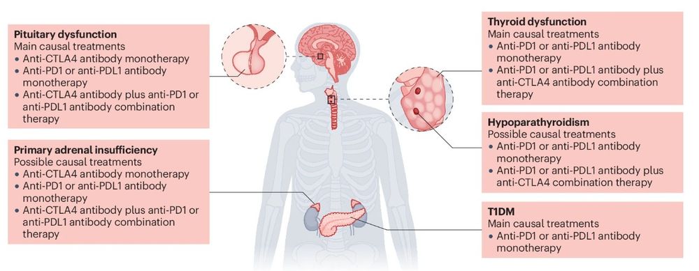 Figure showing the endocrine organs affected by immune-related adverse events, with lists of the main effects.