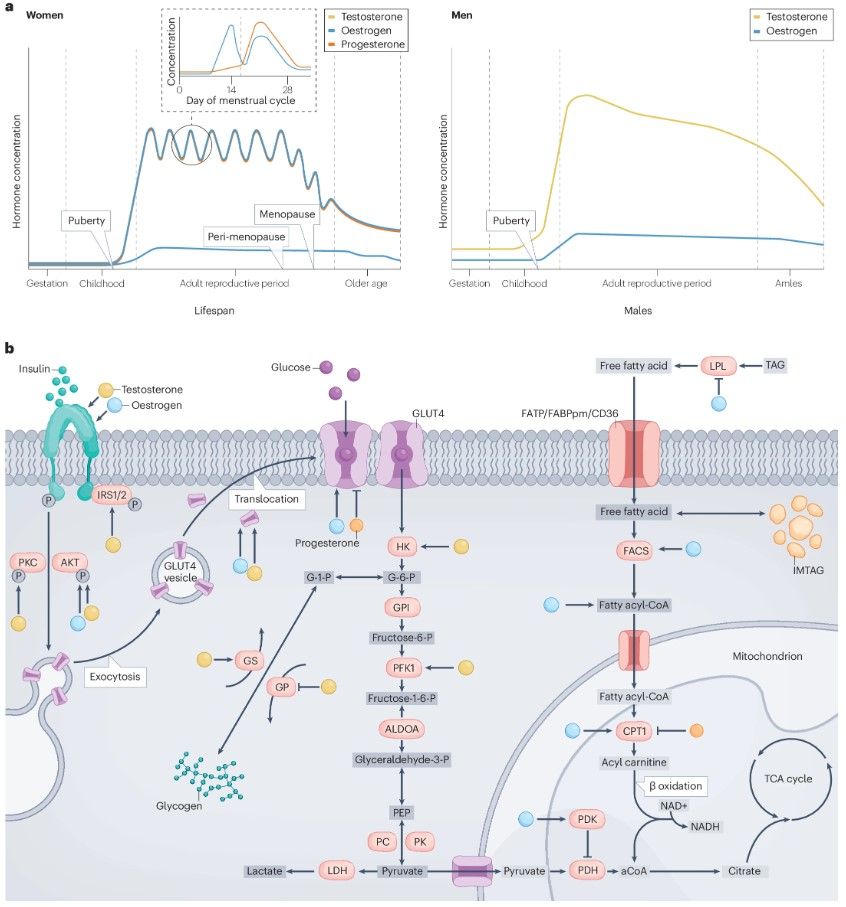 Figure showing the hormonal effects on skeletal muscle metabolism throughout the lifespan.