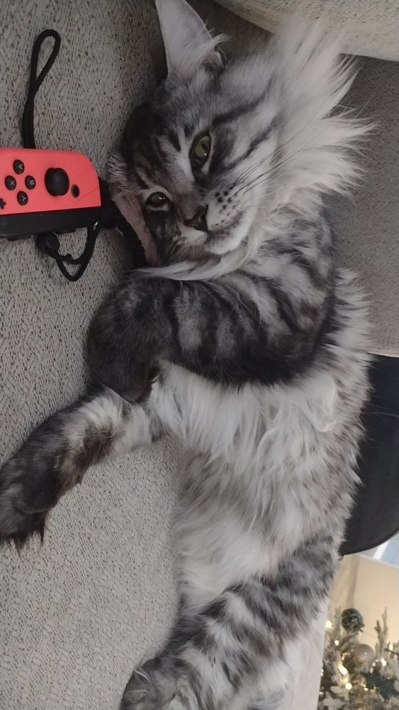 Fluffy Maine coon, laying on his side on the with his head pressed into a catnip toy. In front of him a switch controller, behind him a tree.