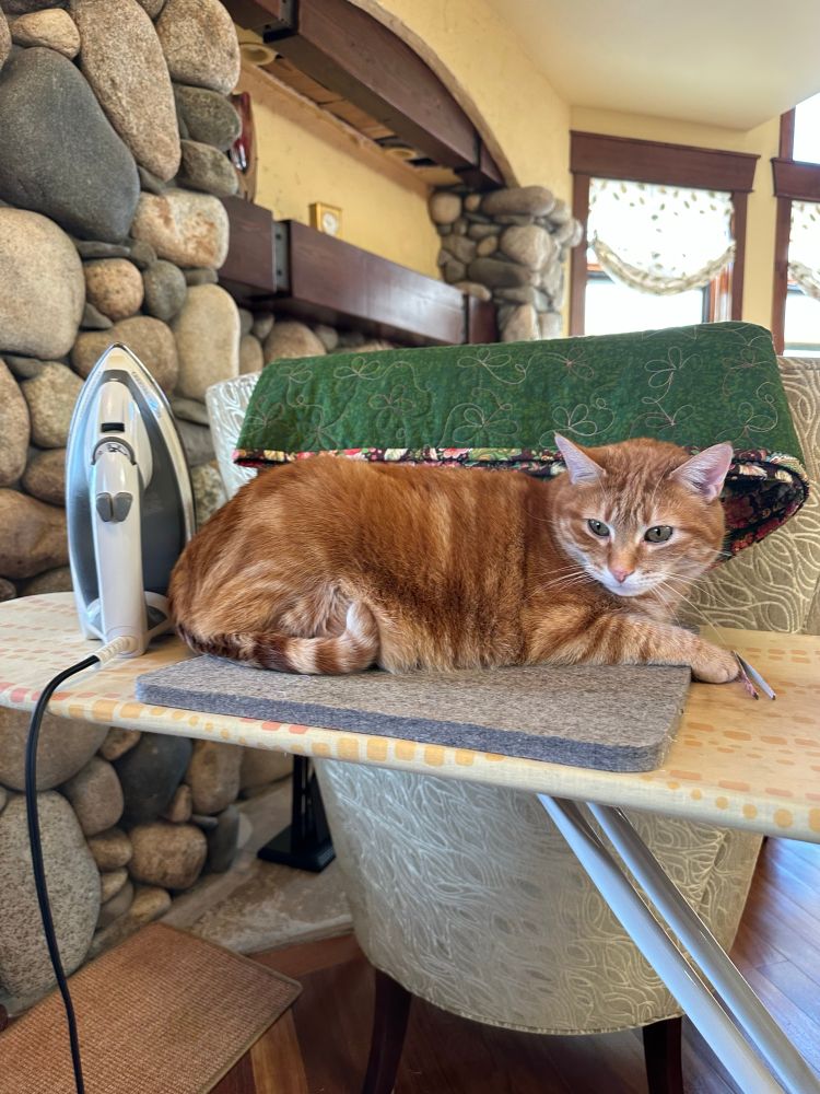 Charlie a large orange cat is on top of the ironing board. He’s helping. Always helping. 