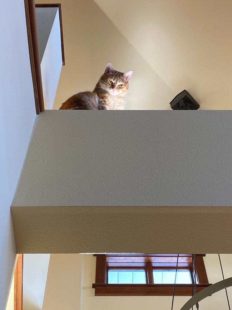 An orange cat sits on a beam high above you.  He’s looking down on you because you haven’t brought enough treats to satisfy him. 