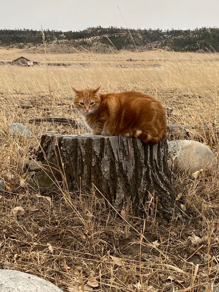 A large orange cat is looking at the camera while loafing on a stump. There is dried grass and large gray stones around the stump. 