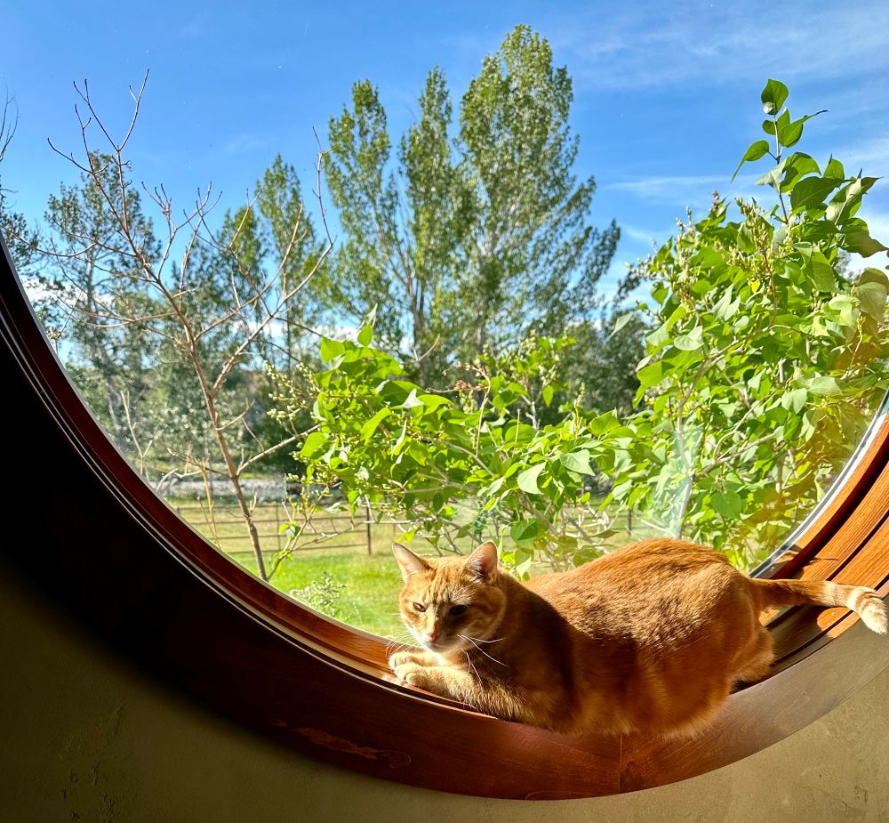 A orange cat lazing on a round window sill.  There are bushes, trees and blue sky behind him.  