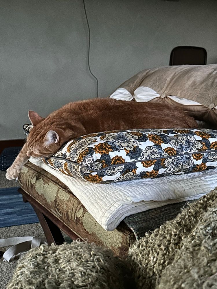 A large orange cat is stretched out on a flowered gray, orange and cream cushion. One paw and his adorable little head are hanging over the edge of the cushion. Completely relaxed. 
