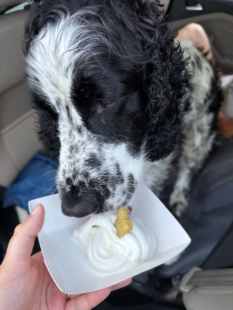 A black and white spaniel is eating soft serve icecream with a milk bone