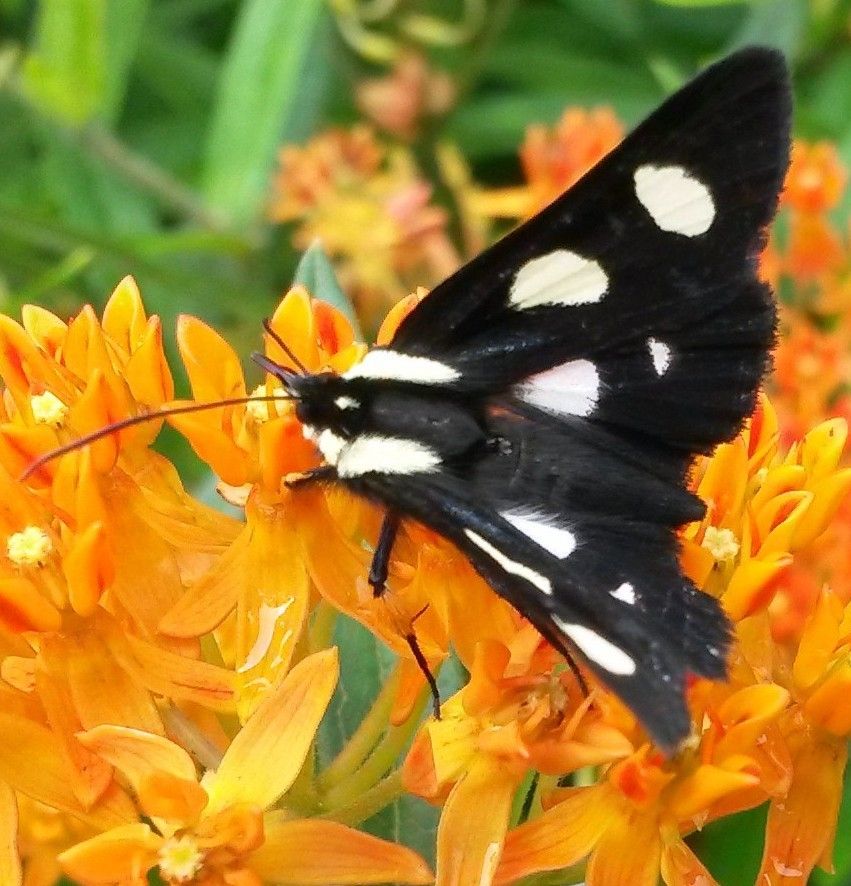 eight-spotted forester moth
