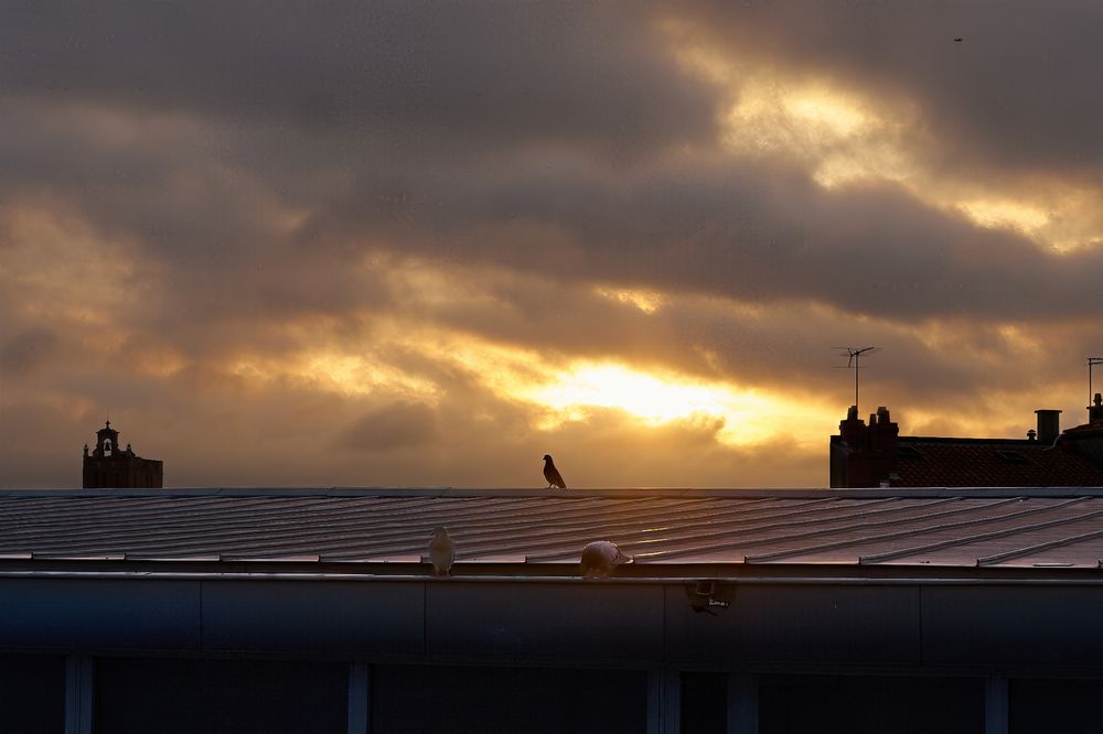 A dramatic sunrise over a city skyline, with thick clouds parting to reveal golden light. Silhouetted against the glowing sky, a lone bird stands on a rooftop, with two others perched nearby. Rooftop antennas and distant buildings complete the urban silhouette