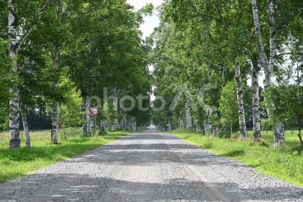 北海道の白樺並木