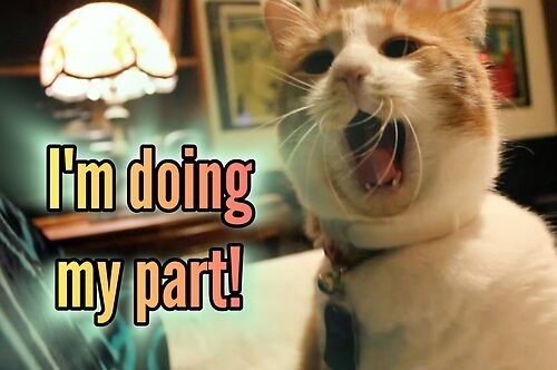 Orange kitty wants you to know he is doing his part in the quest of world domination. It is exhausting.