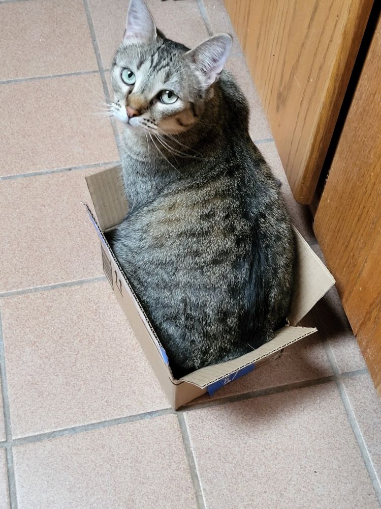 Mandy proving that she is Not Fat, she is in a very tiny box. Tell the vet!