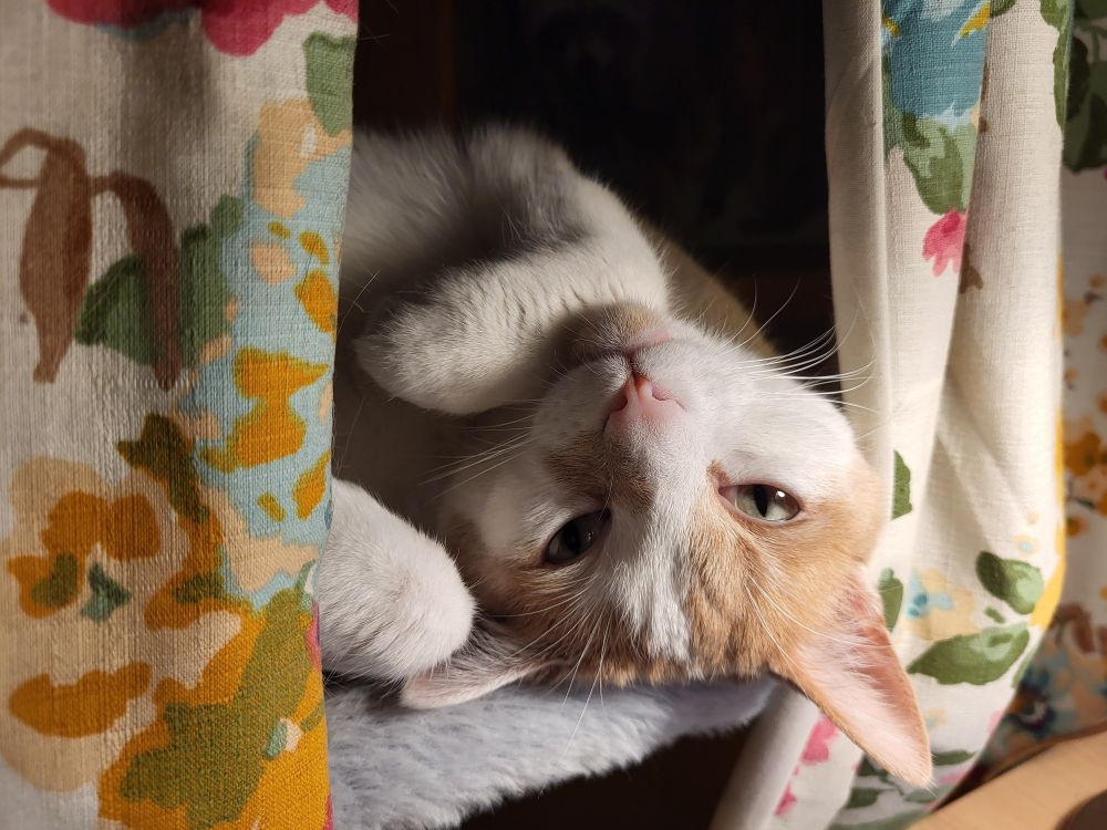 Orange boi peeking at Momb from behind the curtains.
