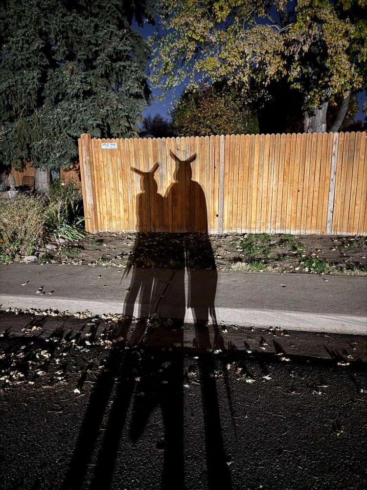 Shadows of two people dressed as mothman on a fence with fallen leaves on the foreground.