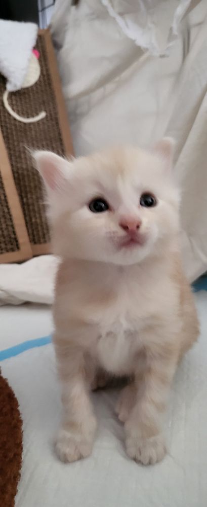 Small kitten all white and orange. Blue eyes staring at the fingers holding the phone. 