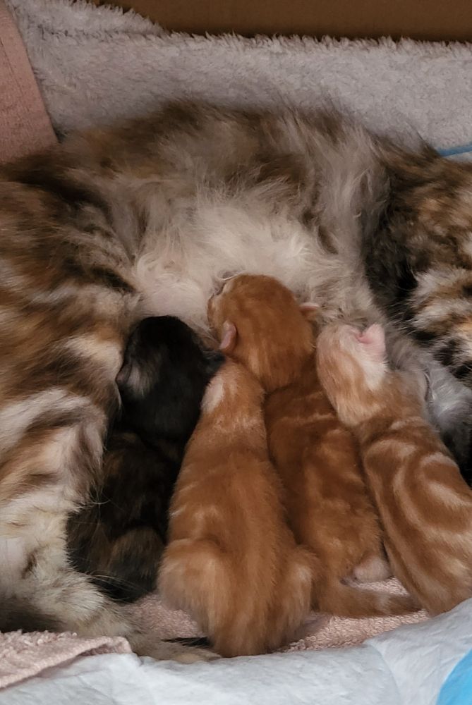 Four kittens nursing on their mother. They are aligned in a neat way. From the left to the right : a small black kitten, an orange-stripped kitten, a dark orange kitten, an orange-stripped kitten but with a head white. The mom is tricolor. The furr of the mother is fuzzy. They are in a box, on a pink towel. 