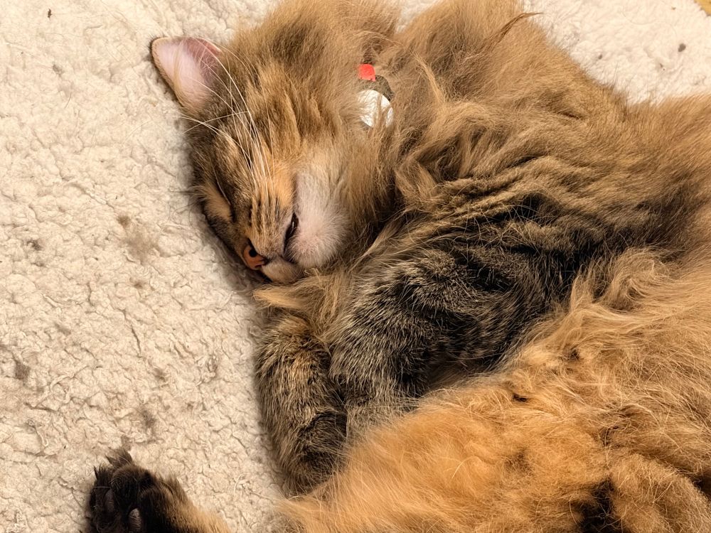 Cute brown tabby cat on big cushion