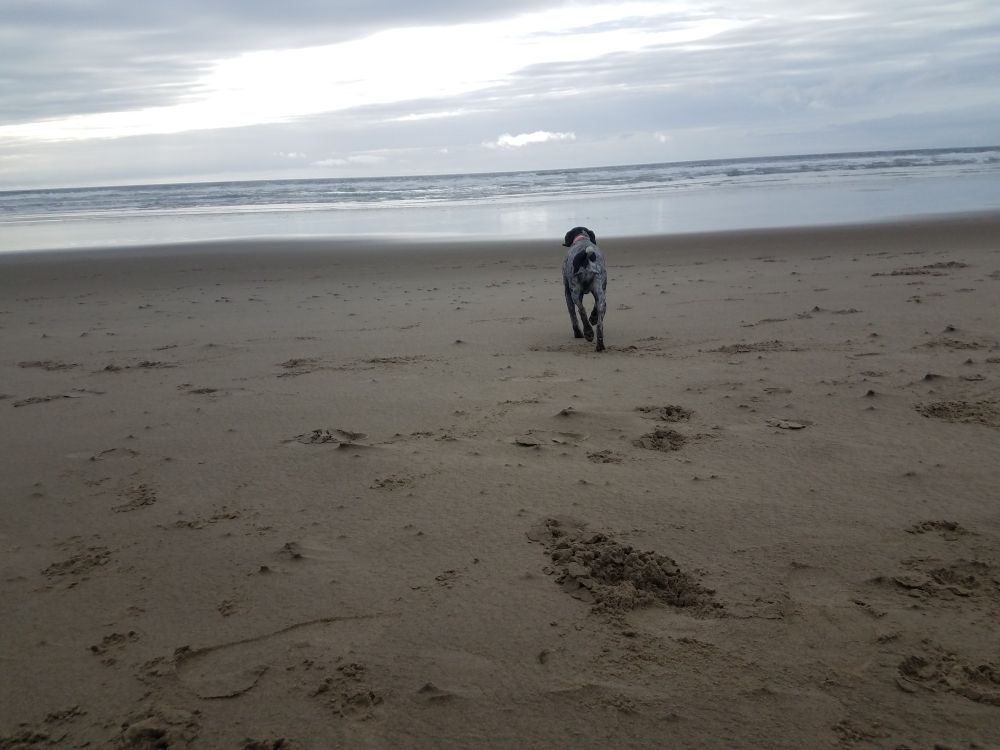 My dog, Apple, wandering away on a sandy beach.