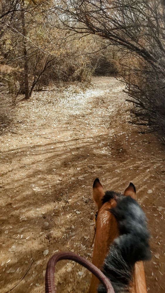 Soleil and I on the trail, between the ears view. She is a golden dun and her ears look like they have been dipped in chocolate