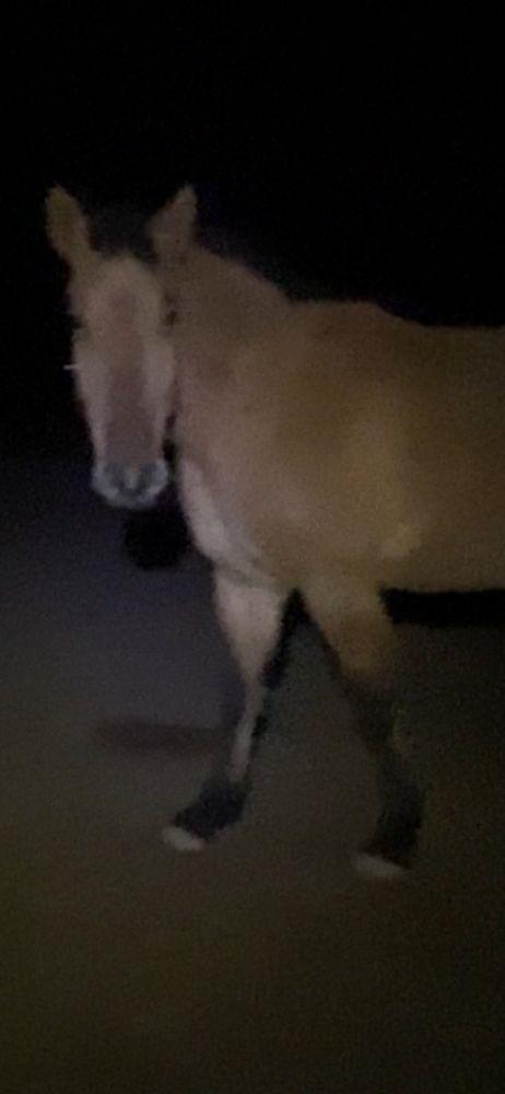 Essentially, a moose on a game camera at night