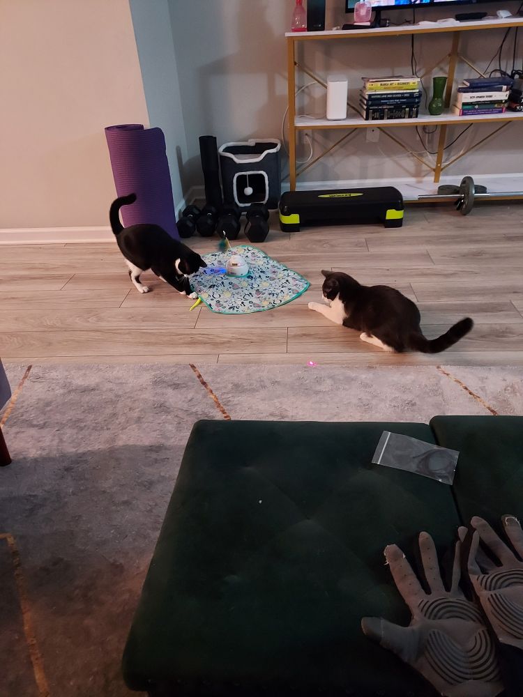 Tuxedo cat and gray and white cat play with toy