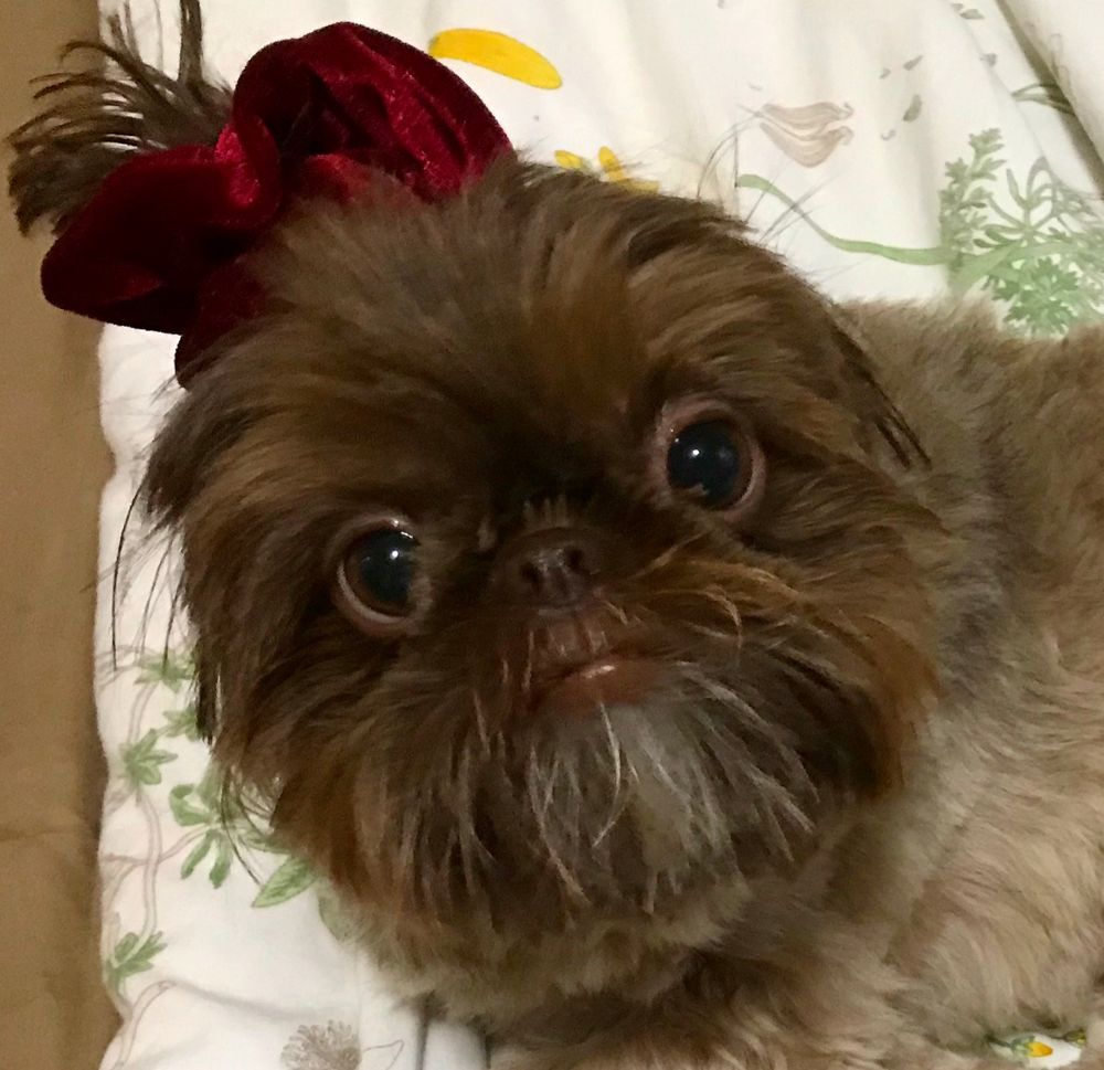 picture of a brown shihtzu named dot with her ears pulled back in a scrunchie 